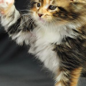 Gatinho Fofo Brincando