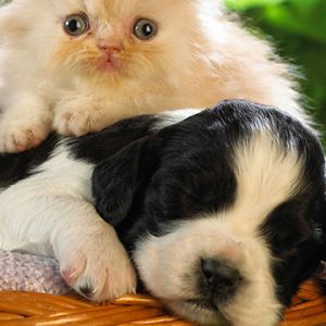 Gatinho e Filhote Fofos Juntos