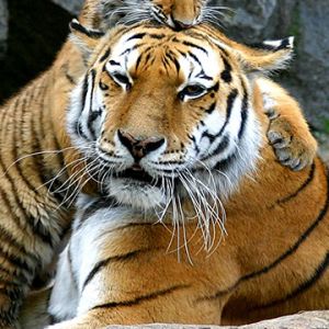 Tigres Majestosos na Natureza