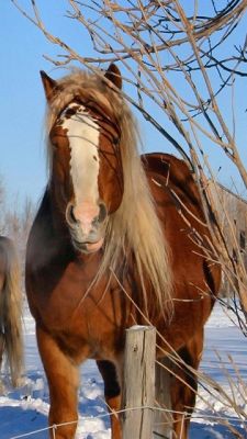 Cavalo Marrom Majestoso no Inverno