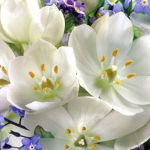 Belo Buquê de Flores Brancas