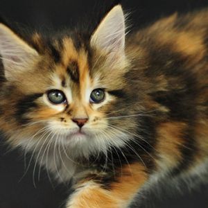 Adorável Gatinho Calico