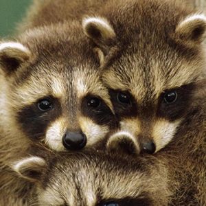 Família de guaxinins fofos