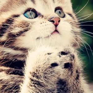 Gatinho Fofo com Olhos Azuis