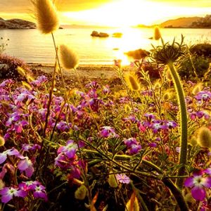 Pôr do Sol Sobre Campo de Flores