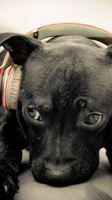 Cachorro fofo com fones de ouvido