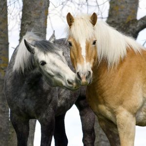 Belos Cavalos Juntos