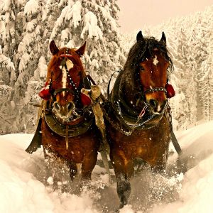 Cavalos na Paisagem Invernal