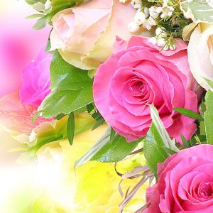 Belas Rosas Pink