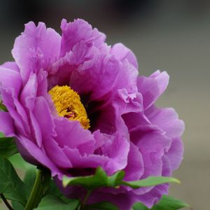 Peônia Roxa Vibrante