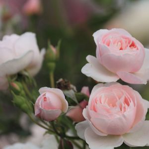 Belas Rosas Pink