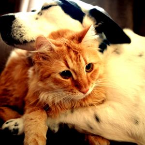 Gato e Cachorro Fofos Juntos