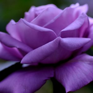 Linda Rosa Roxa