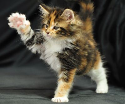 Gatinho Calico Brincalhão