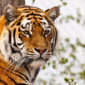 Close-Up de um Tigre Majestoso
