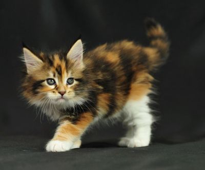 Adorável gatinho calico - wallpaper preview
