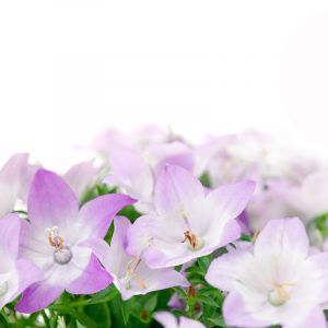 Lindas Flores Roxas