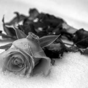 Rosa em Preto e Branco