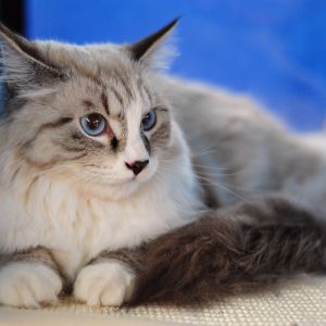 Gato Fofo com Olhos Azuis