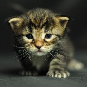 Gatinho Adorável em Close-Up
