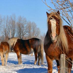Cavalos Majestosos no Inverno
