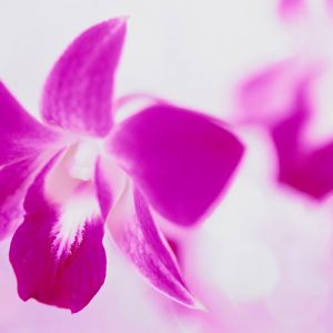 Linda Orquídea Rosa