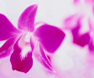 Linda Orquídea Rosa