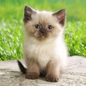 Gatinho Fofo na Grama