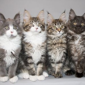Gatinhos Maine Coon Adoráveis