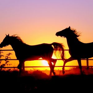 Silhuetas de Cavalos ao Pôr do Sol
