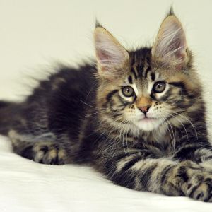 Adorável gatinho Maine Coon