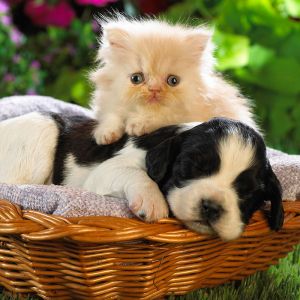 Filhote e Gatinho Fofo