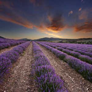 Campos de Lavanda ao Pôr do Sol