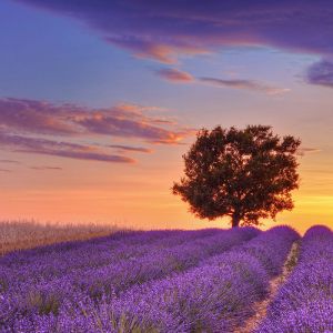 Campos de Lavanda ao Pôr do Sol