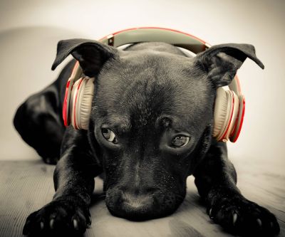 Cachorro fofo com fones de ouvido