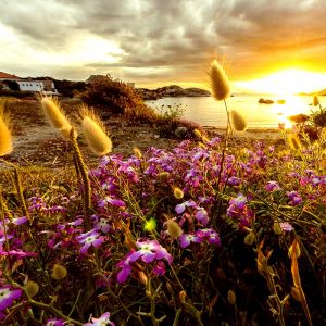 Pôr do Sol sobre Campo de Flores