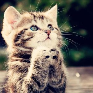 Gatinho Fofo com Olhos Azuis