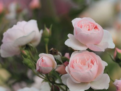 Belas Rosas Cor-de-Rosa