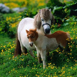 Pôneis fofos em um campo de flores