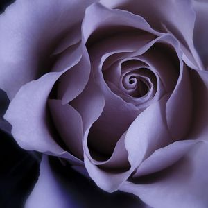 Rosa Roxa de Perto