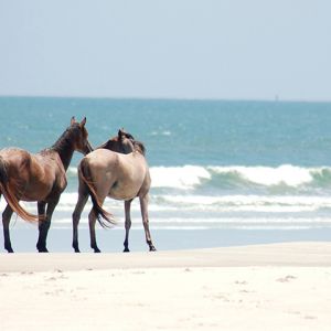 Cavalos na Praia
