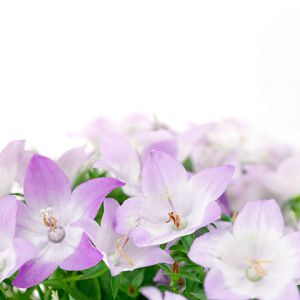 Lindas Flores Roxas