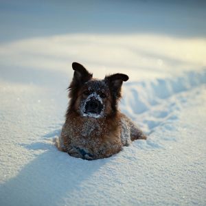 Cão na Neve