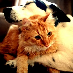 Cachorro e Gato Juntos