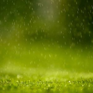 Chuva na Grama Verde