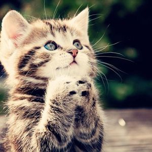 Gatinho Fofo Rezando