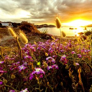 Pôr do Sol sobre Campos de Flores