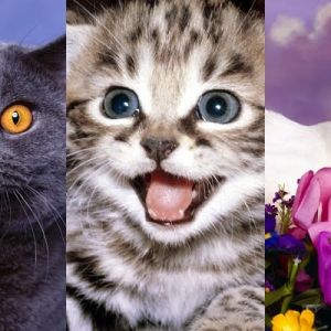 Coleção de Gatos Fofos