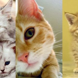 Gatos e Gatinhos Fofos