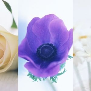 Linda Composição Floral